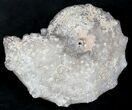 Agate/Chalcedony Replaced Ammonite Fossil #25505-1